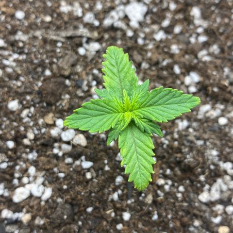 PURPLE growlog photo: Planta aparentemente mostrando o início de falta de agua, regada com 1litro de agua.