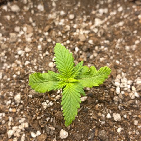 LSD growlog photo: Planta mostrando inicio de falta de agua, regada com 1litro