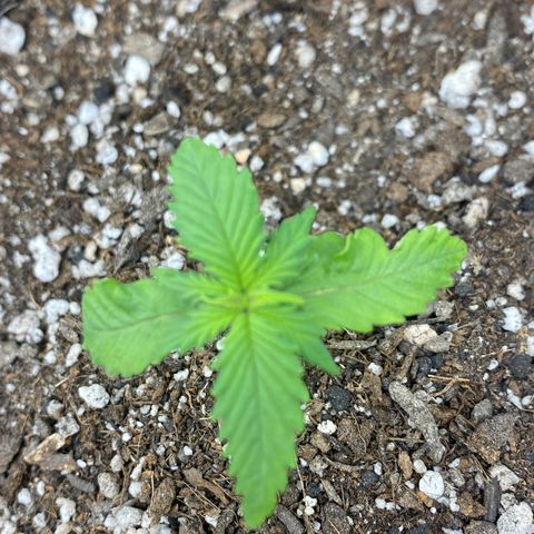 LSD growlog photo: Planta mostrando inicio de falta de agua, regada com 1litro