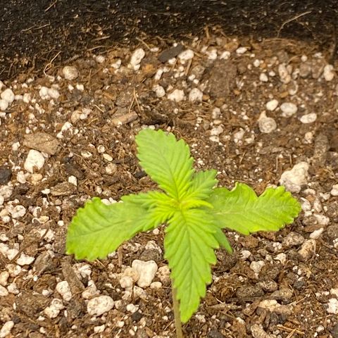 LSD growlog photo: Planta mostrando inicio de falta de agua, regada com 1litro