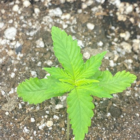 LSD growlog photo: Esta se desenvolvendo bem, sem mudanças significativas.