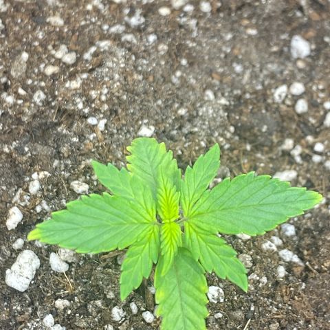 PURPLE growlog photo: Está desenvolvendo bem, sem mudanças significativas.