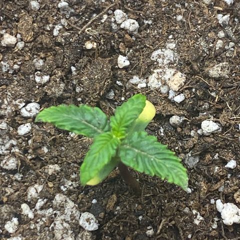 LENON growlog timeline photo