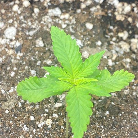 LSD growlog timeline photo