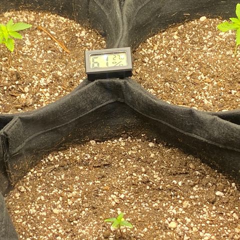 PURPLE growlog timeline photo