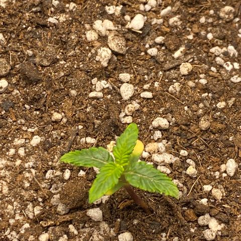 PURPLE growlog timeline photo