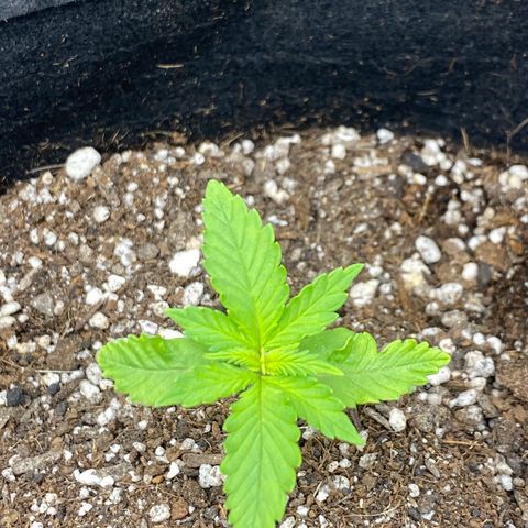 PURPLE growlog timeline photo