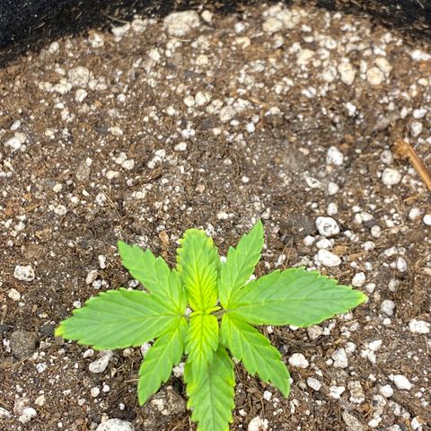 PURPLE growlog timeline photo