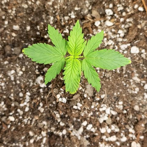 PURPLE growlog timeline photo