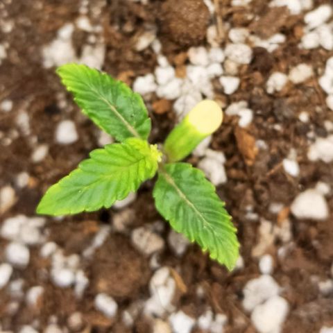 LENON growlog timeline photo