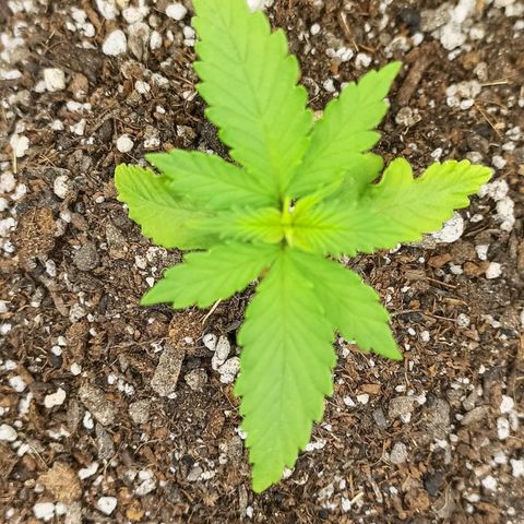 LSD growlog timeline photo