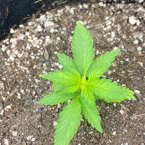 LSD growlog photo: Aparentemente bem