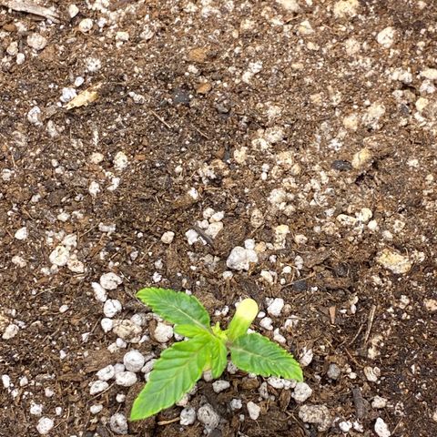 LENON growlog photo: Infelizmente esta bem travada, evoluindo devagar