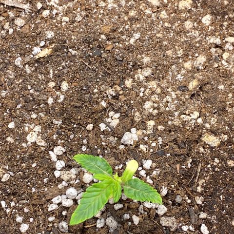 LENON growlog timeline photo