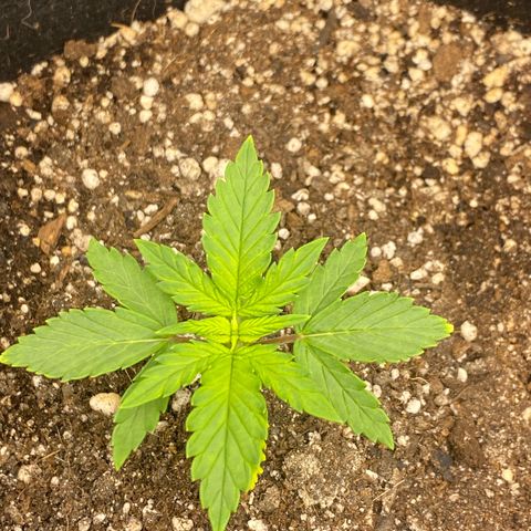 PURPLE growlog timeline photo