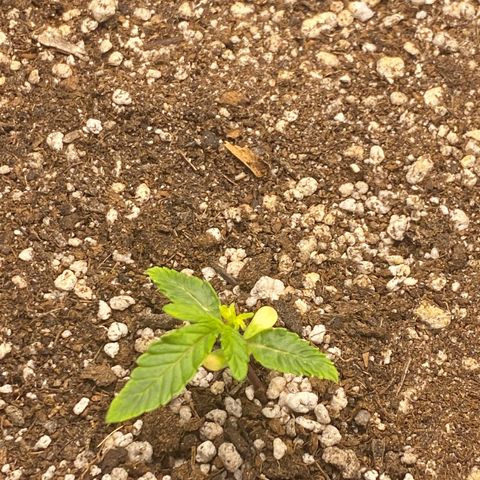 LENON growlog photo: Bem travada, crescimento devagar