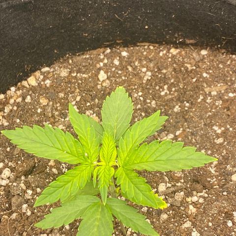 PURPLE growlog photo: Se desenvolvendo bem