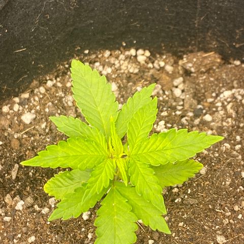 LSD growlog photo: Se desenvolvendo bem
