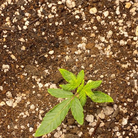 LENON growlog timeline photo
