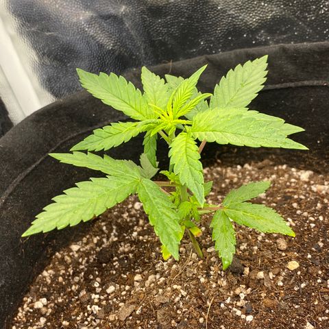 PURPLE growlog timeline photo