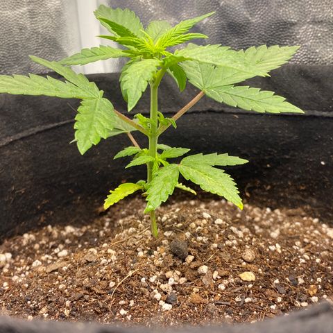 PURPLE growlog timeline photo