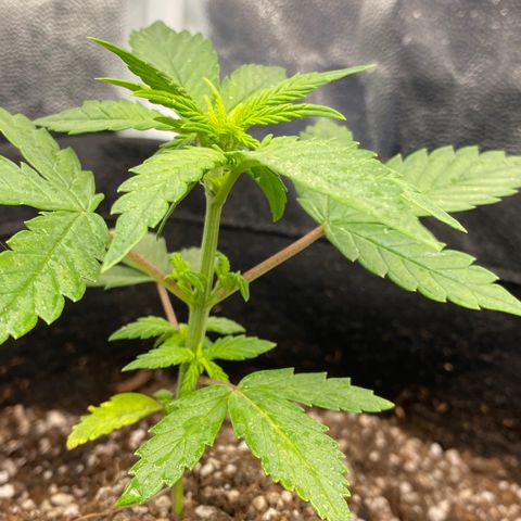 PURPLE growlog timeline photo