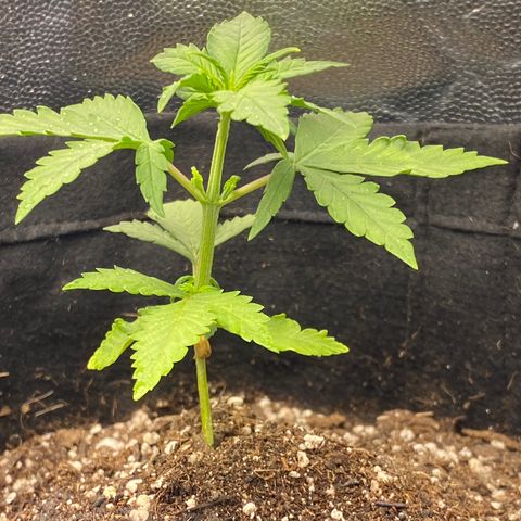LSD growlog timeline photo