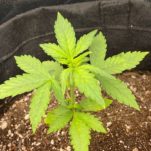 LSD growlog timeline photo