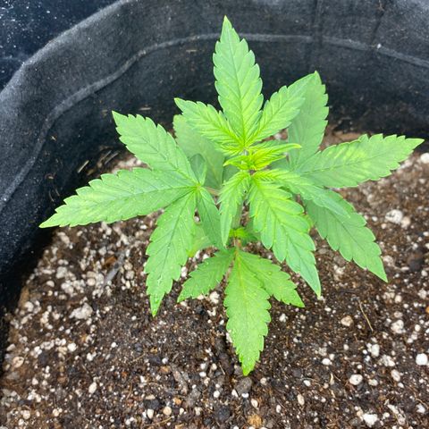 LSD growlog timeline photo