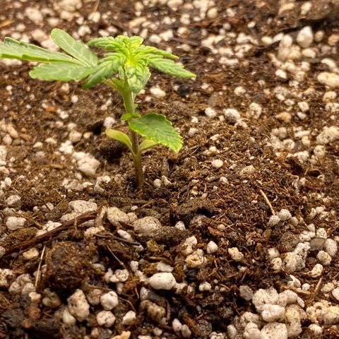 LENON growlog timeline photo