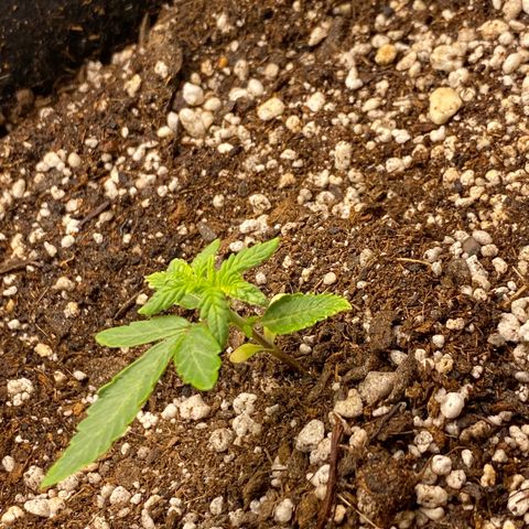LENON growlog timeline photo