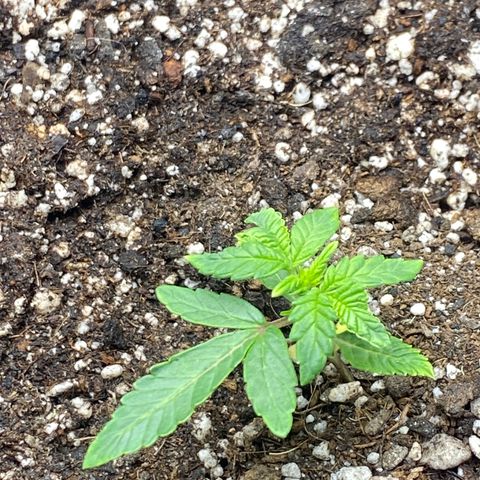 LENON growlog timeline photo