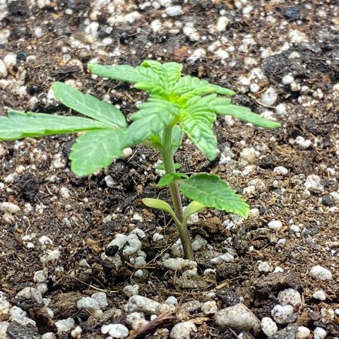 LENON growlog timeline photo