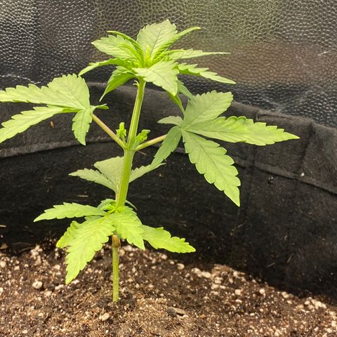 LSD growlog timeline photo