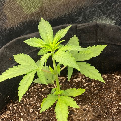 LSD growlog timeline photo