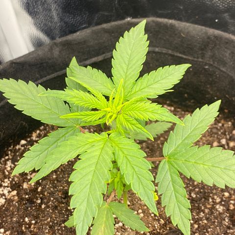 PURPLE growlog timeline photo
