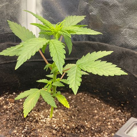 PURPLE growlog timeline photo