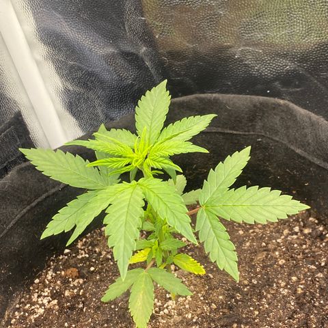 PURPLE growlog timeline photo