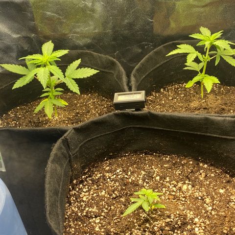 PURPLE growlog timeline photo