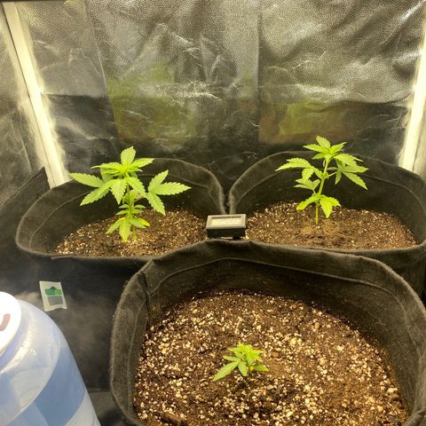 PURPLE growlog timeline photo