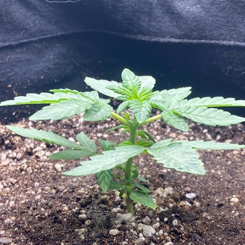 LENON growlog photo: Crescimento lento comparada com as demais.