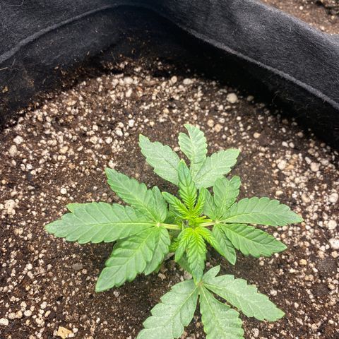 LENON growlog photo: Crescimento lento comparada com as demais.