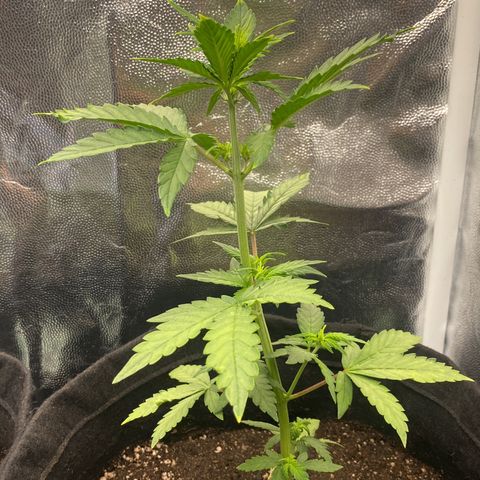 LSD growlog timeline photo
