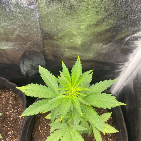 LSD growlog timeline photo