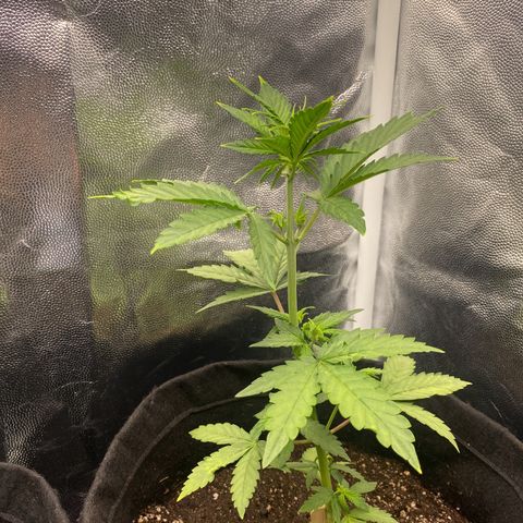 LSD growlog timeline photo