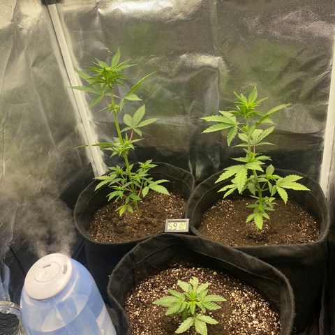 PURPLE growlog timeline photo