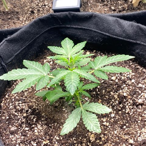 LENON growlog timeline photo