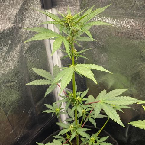 PURPLE growlog timeline photo