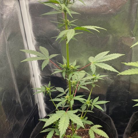 PURPLE growlog timeline photo