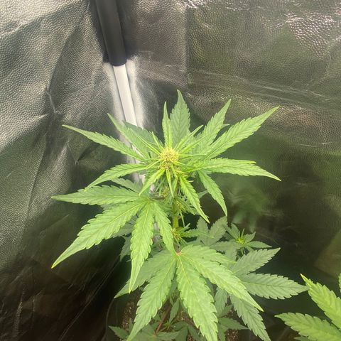 PURPLE growlog timeline photo
